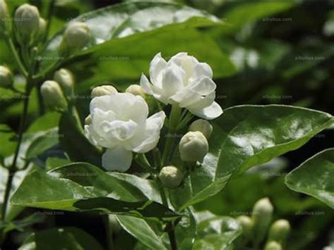 茉 莉 花|茉莉花的功效与作用 茉莉花的用法用量和使用禁忌